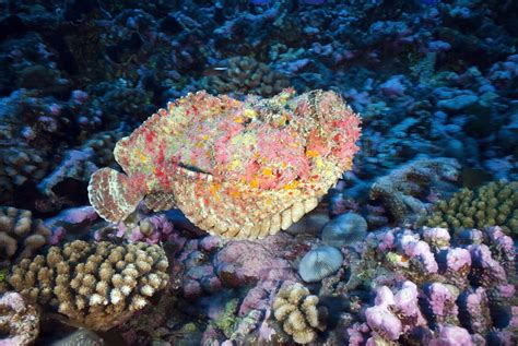 Stonefish Facts: The Most Venomous Fish in the World