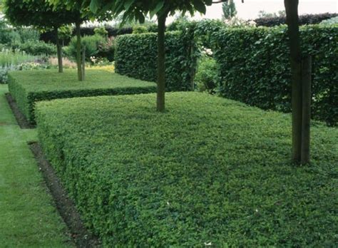 Buy Lonicera Nitida Elegant Hedging Plants | Hopes Grove Nurseries