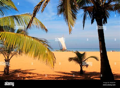 Beach, Negombo, Sri Lanka Stock Photo - Alamy