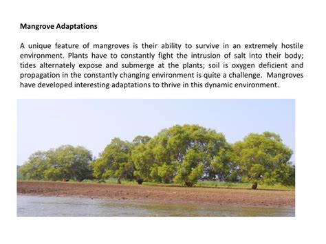 PPT - Mangrove Adaptations PowerPoint Presentation, free download - ID:1938413