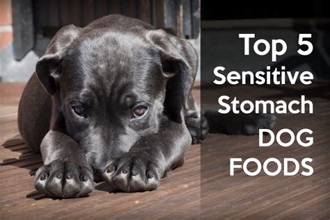 Help Your Pup Feel Better - Discover 5 Sensitive Stomach Foods | MySweetPuppy.net