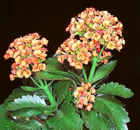 Kalanchoe blossfeldiana - Monaco Nature Encyclopedia