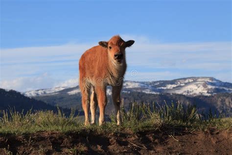 Baby Bison in Yellowstone National Park Looks at the Viewer Stock Image ...