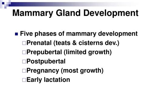 PPT - The Mammary Gland PowerPoint Presentation, free download - ID:761945