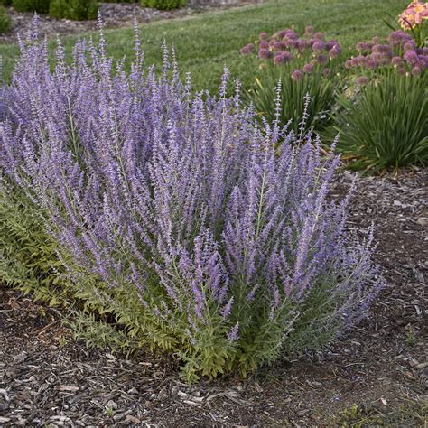 'Sage Advice' - Russian Sage - Perovskia atriplicifolia | Proven Winners