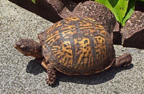 How to Tell The Age Of An Eastern Box Turtle? 4 Ways To Find Out | Urban Fishkeeping