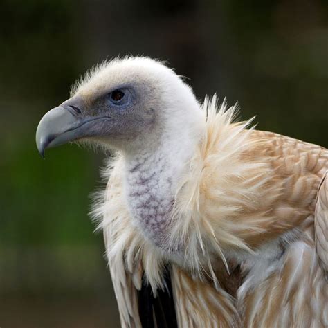 Rare Himalayan Griffon Vulture! | Curious Times