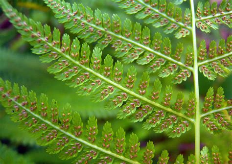 Lady Fern | Native Plants For Sale Online | Native Foods Nursery