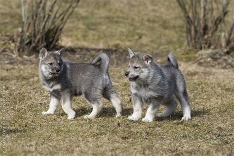 Swedish Elkhound (Jamthund) - Origin, Behavior, Trainability, Puppy, Price, Health, Facts