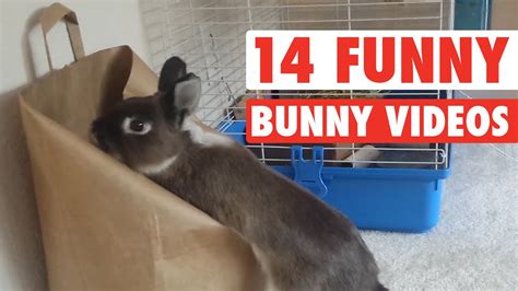 30++ Funny Bunny Memes Clean - Factory Memes