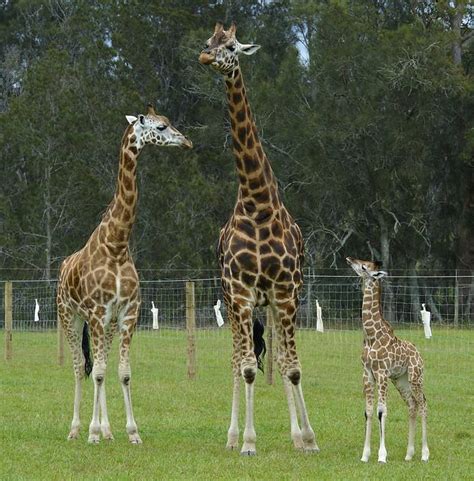 MOGO Zoo in Mogo, NSW, Zoos - TrueLocal