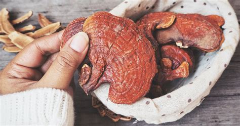 Reishi Mushroom Benefits, Usage, and Side Effects: Gaia Herbs®