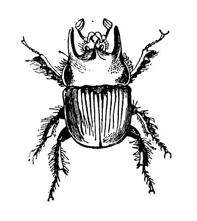 Antike Illustration Von Gemeinsamen Typhoeus Oder Minotaurus Käfer Typhaeus Typhoeus Stock ...