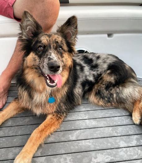 Cocker Spaniel Australian Shepherd Mix Puppies