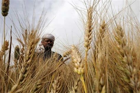 4 mln tons of local wheat targeted from upcoming harvest season: Egypt ...