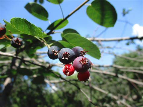 Saskatoon Berry Wine: How to Make it