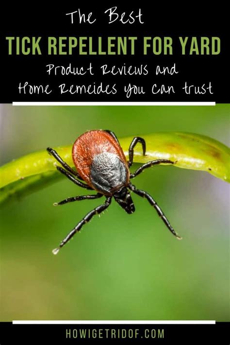 The Best Tick Repellent For Yard - How I Get Rid Of