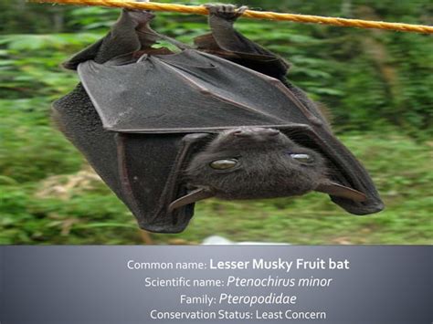 Bats of the Philippines: Family Pteropodidae and Rhinolophidae | PPT | Free Download