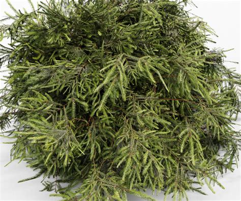 ArtStation - Different Bush-Golden Globe-Dwarf Thuja-Spruce | Resources