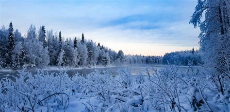 Snowshoeing in the Taiga Forest | Wild About Lapland