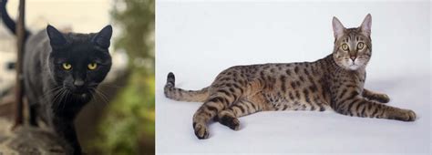 California Spangled Cat vs Bombay - Breed Comparison