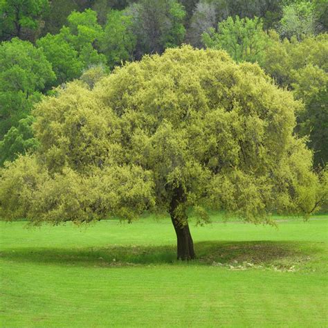 Joan Lionetti Texas Live Oak Trees for Sale | FastGrowingTrees.com