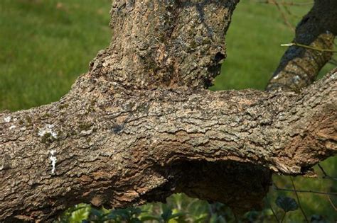 Black mulberry bark (Morus nigra) | Feedipedia