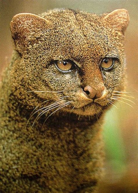 Photos of Wild Cat Jaguarundi - Barnorama