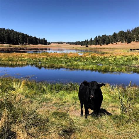 Cleveland National Forest is hiker's heaven near San Diego | Travel | stltoday.com