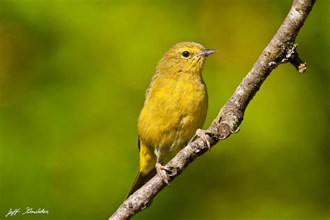 Female Yellow Warbler Photograph by Jeff Goulden - Fine Art America