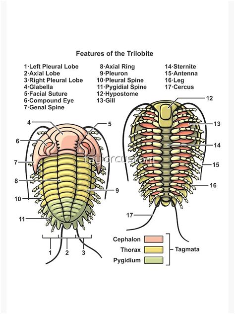 "Trilobite Morphology Diagram" Spiral Notebook by taylorcustom | Redbubble