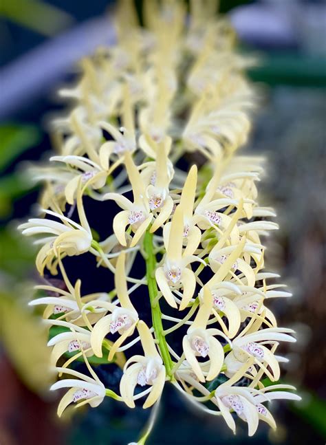 My Dendrobium speciosum’s spring display. This orchid has been in our ...