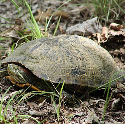 Red-eared Slider: A Common Water Turtle in Texas - GJM Nature Media