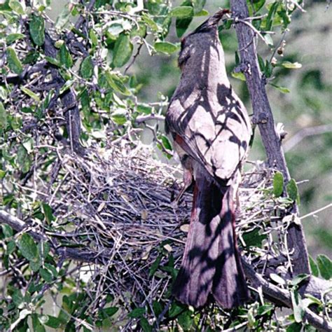 Photographs of Pyrrhuloxias and other the birds on the Arizona desert ...