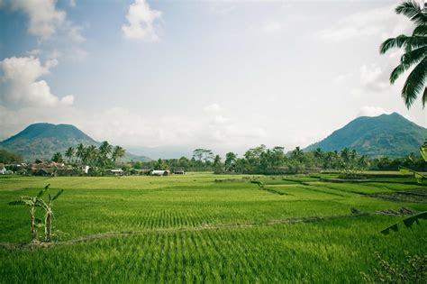 GAMBAR PEMANDANGAN SAWAH DAN PEGUNUNGAN TERINDAH - freewaremini