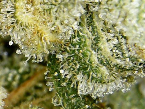 Trichome scoping with USB microscope | Grasscity Forums - The #1 Marijuana Community Online