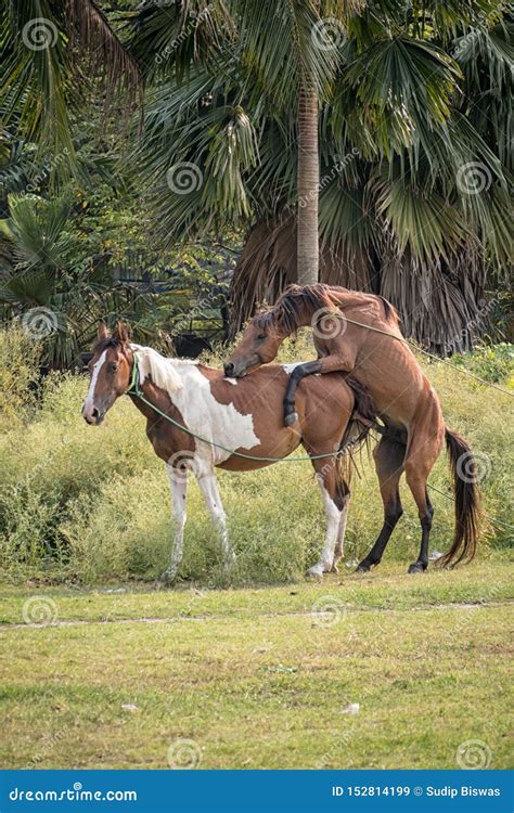 Horse Breeding is Reproduction in Horses in Countryside, Farming Stock Image - Image of horses ...