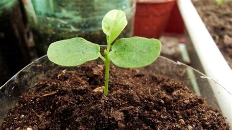 Passion Fruit Seed Germination, Period, Temperature | Gardening Tips