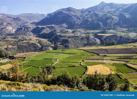 Terraced Fields Colca Canyon, Peru Stock Image - Image of traditional ...