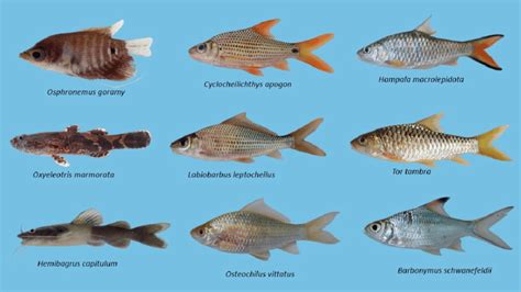 Freshwater Lake Fish Species