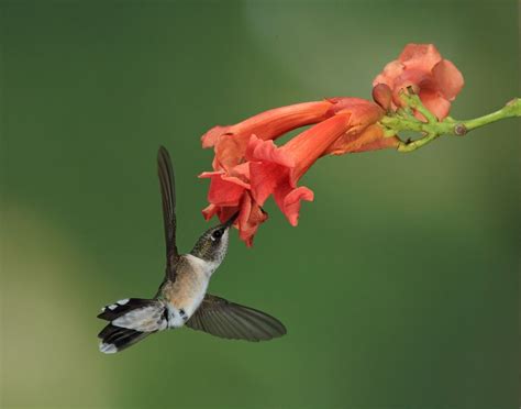 Hummingbird and Trumpet Vine | Trumpet vine, Hummingbird photos, Hummingbird flowers