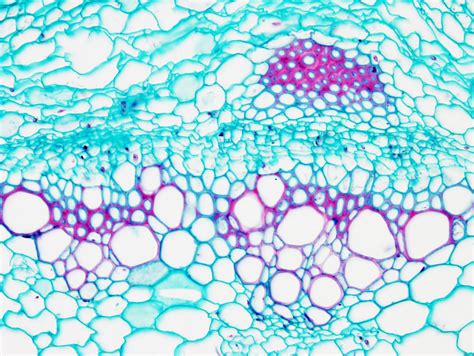 Plant tissues. Meristems. Vascular cambium. Atlas of plant and animal tissues.