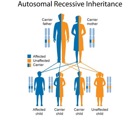 autosomal recessive inheritance | Genetics, Inheritance, Education ...