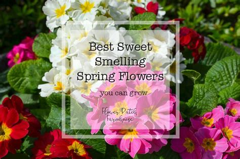 Best Smelling Spring Plants for Your Garden - Flower Patch Farmhouse