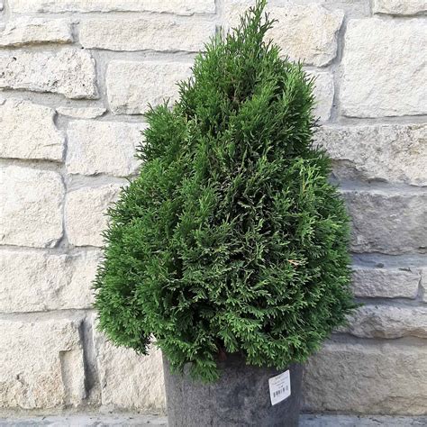 Holmstrup Eastern Arborvitae - #2 Container - Grimm's Gardens