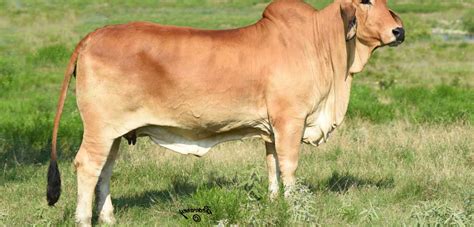 Red Brahman Cattle for Sale