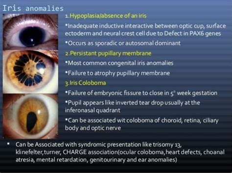 Pupillary pathway