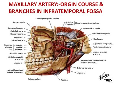 Infratemporal fossa:Maxillary artery & branches | RANZCRPart1 Wiki | Fandom