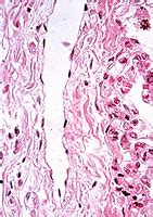 Histology A560