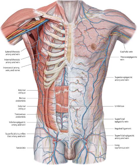 Figure 2 from Introduction to chest wall reconstruction: anatomy and ...